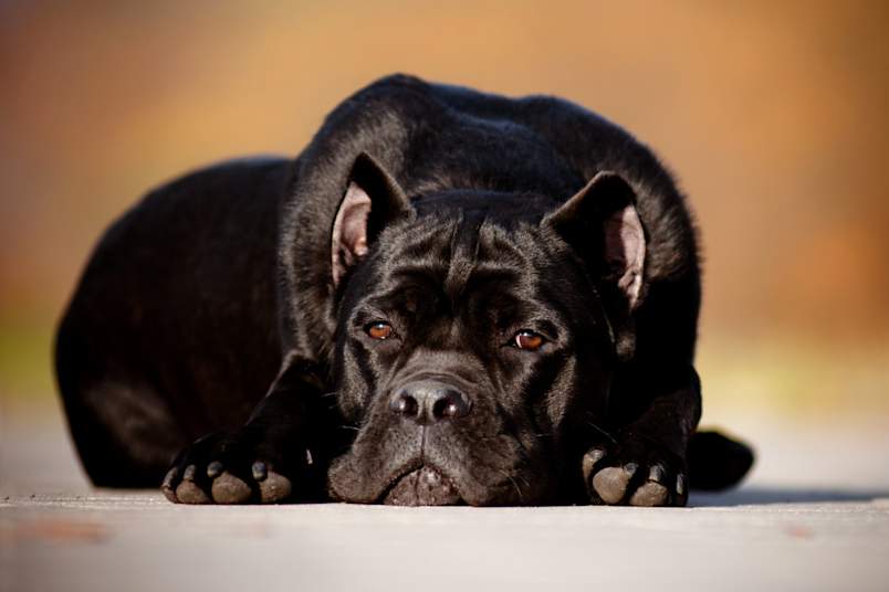 Cane corso laying down