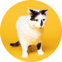 black and white cat