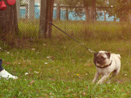 nervous pug puppy on leash