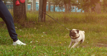 nervous pug puppy on leash