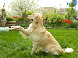 A beautiful female Golden Retriever, perfect for inspiring girl dog names, sits elegantly on a green lawn while extending her paw for a friendly handshake. The serene garden setting features red flowers and lush plants in the background, creating a perfect backdrop for this sweet interaction.
