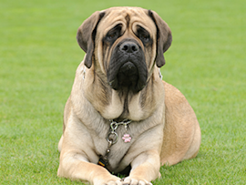 English Mastiff