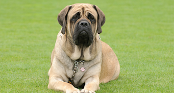 English Mastiff