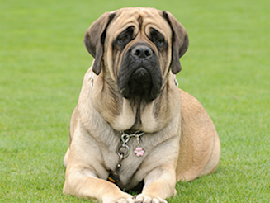 English Mastiff