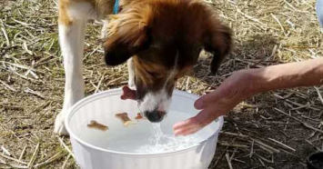 Bobbing for Biscuits Dog Game
