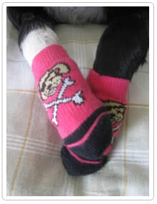 Socks for Dogs with Mobility Issues