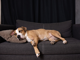 A tan and white dog sleeps peacefully on a dark gray couch with its head nestled on a brown pillow, making us wonder what do dogs dream about when they twitch and move in their sleep - a gentle reminder that we shouldn't wake our dogs from these dreams unless they seem distressed.