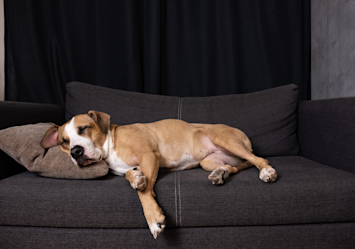 A tan and white dog sleeps peacefully on a dark gray couch with its head nestled on a brown pillow, making us wonder what do dogs dream about when they twitch and move in their sleep - a gentle reminder that we shouldn't wake our dogs from these dreams unless they seem distressed.
