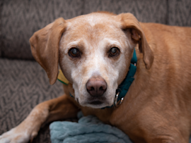 The dog appears peaceful, but it may be showing signs of aging. The dog expression may indicate discomfort. The dog's age and expression may suggest potential medical issues that could cause symptoms like bloody urine.