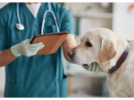 A veterinarian in teal scrubs reviews information on a tablet while examining a calm yellow Labrador during a consultation about dog neutering cost.