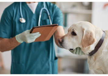 A veterinarian in teal scrubs reviews information on a tablet while examining a calm yellow Labrador during a consultation about dog neutering cost.