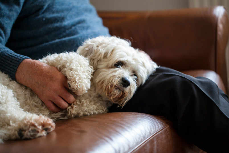 Dog cuddling with its senior owner