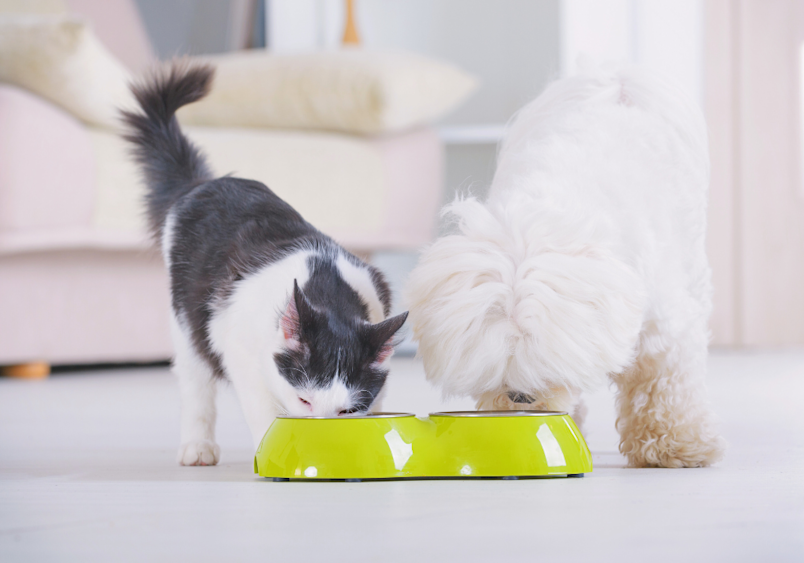 What's the difference between cat food and dog food? A black and white cat and a small white dog share a bright green food bowl in a living room setting, visually representing the important question about nutritional differences between formulations designed for each species.