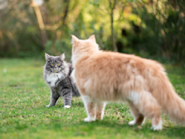 A cautious first encounter between two cats - a fluffy grey kitten and a ginger Maine Coon - demonstrating proper body language during the delicate process of how to introduce cats to each other in an outdoor garden setting.