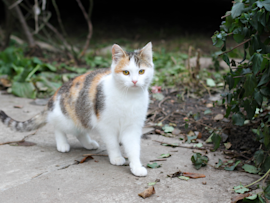A calico domestic shorthair cat with a distinctive pattern of white, orange and gray fur stands alert on a concrete path, showcasing the classic domestic shorthair cat body structure with bright, attentive eyes and an inquisitive expression.
