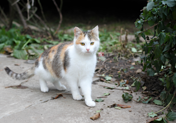 A calico domestic shorthair cat with a distinctive pattern of white, orange and gray fur stands alert on a concrete path, showcasing the classic domestic shorthair cat body structure with bright, attentive eyes and an inquisitive expression.
