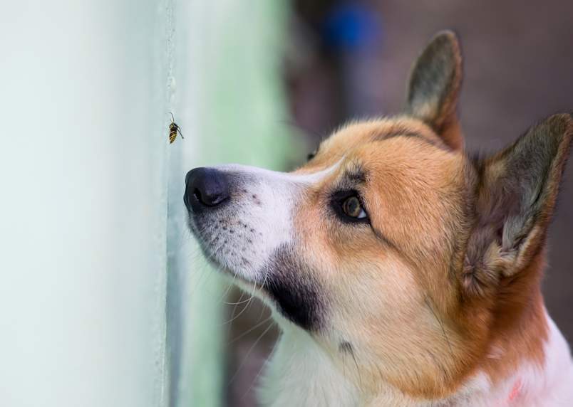 A curious dog watches a wasp hovering nearby, illustrating how dogs get stung by bees when investigating buzzing insects. This close encounter shows why dog bee sting incidents often happen when pets try to catch flying insects, potentially resulting in a dangerous dog stung by bee in mouth situation.