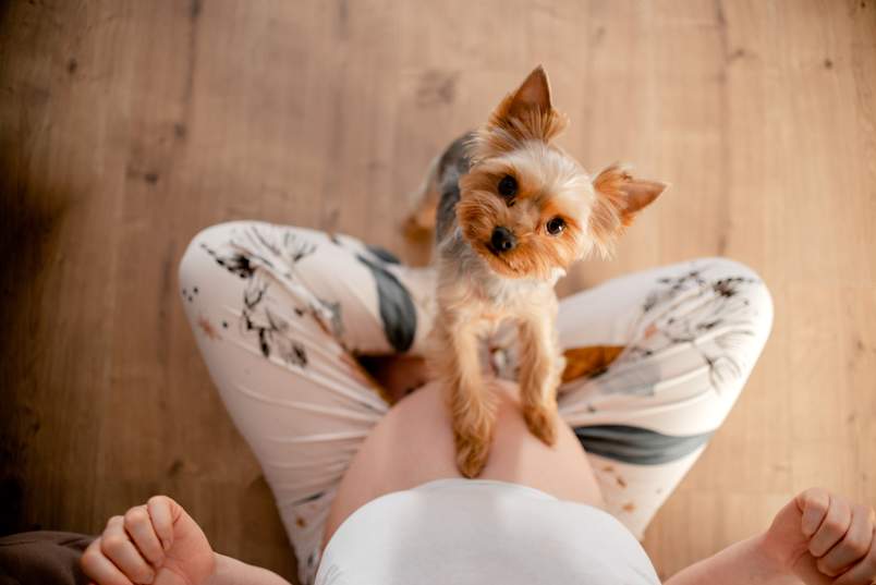 A curious Yorkshire Terrier looks up adoringly from a pregnant woman's lap, paws resting gently against her baby bump — capturing the sweet bond between a dog and pregnant woman that so many expecting pet parents cherish.