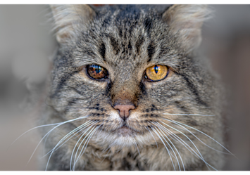 A senior cat with striking golden eyes and gray tabby markings shows exactly why pet insurance for older cats is so important for covering healthcare needs as our feline friends age.