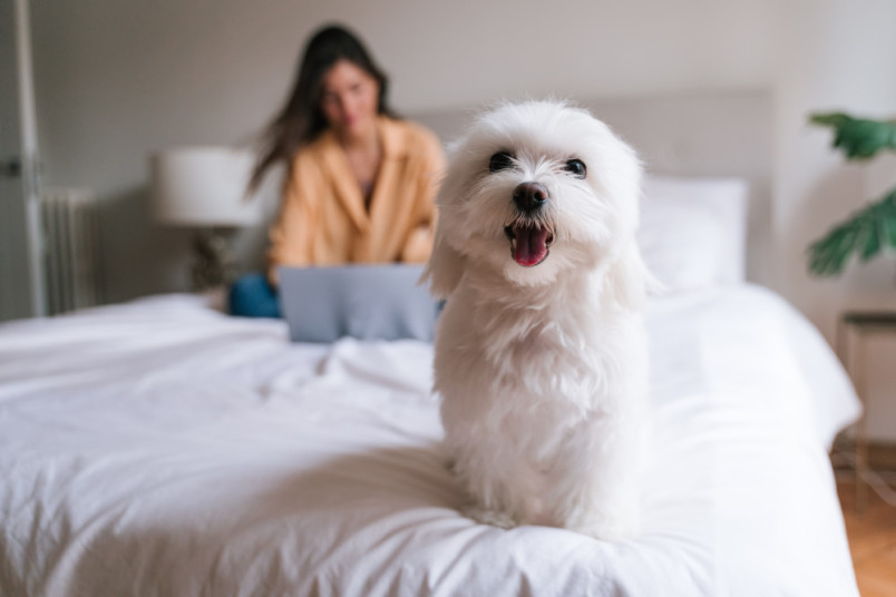 A hypoallergenic Maltese on the bed with its owner.