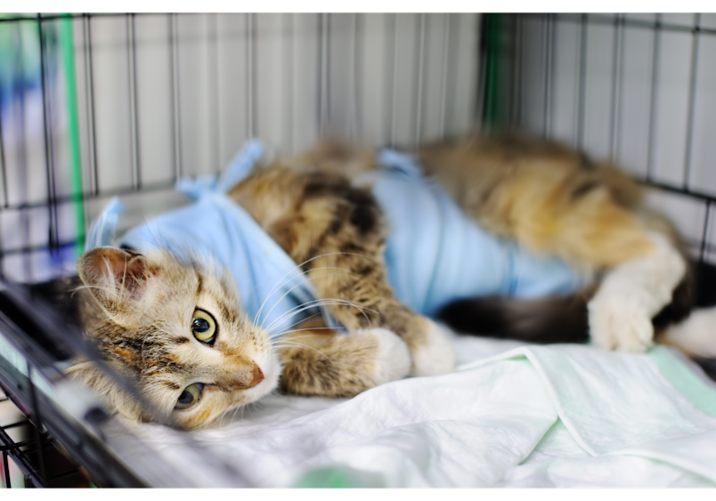 A cat resting in a veterinary clinic cage while wearing a protective medical garment. It perfectly illustrates how older cat insurance provides essential financial security when aging pets need extended veterinary treatment and recovery time.