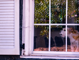 dog barking from inside window