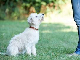 A fluffy white dog sits on the grass, looking up attentively at a person in jeans, capturing a moment of training or obedience practice.