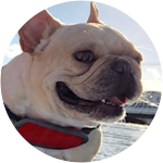 Maddy - French Bulldog