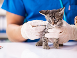 A kitten being examined at the vet for her vaccination shot.