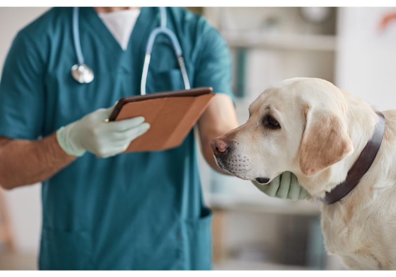 This veterinary consultation scene illustrates the importance of seeking professional help when house-trained dogs suddenly start having accidents, especially with blood in urine or signs of pain, as owners should contact their veterinarian immediately