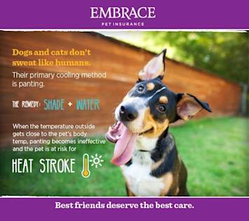 Poster displaying facts of canine heat stroke with a cattle dog sitting in front of a fence