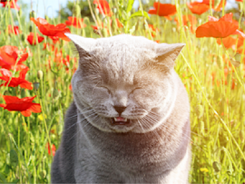 Adorable picture of a cat sneezing.