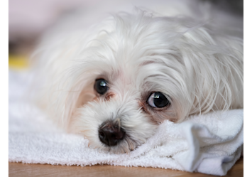 Adorable small white dog wrapped in a soft towel displays visible dog tear stains around both eyes, showing the characteristic reddish-brown discoloration that many pet owners notice.