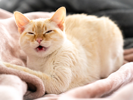 A cream-colored cat with squinted eyes and slightly open mouth resting comfortably on a soft blanket, possibly displaying subtle feline herpes symptoms like squinting that pet owners should monitor - a reminder that cats with feline herpesvirus (FHV) can still live comfortable lives with proper care despite occasional flare-ups.