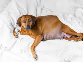 A pregnant Rhodesian Ridgeback dog lying on a soft white bed with a noticeably enlarged, distended abdomen, looking calm but visibly heavy in late pregnancy. This image illustrates one of the most concerning dog pregnancy complications, canine maternal hydrops, also known as hydrops allantois or water puppy syndrome, where excessive fluid accumulates in the placental sacs, causing rapid abdominal swelling.