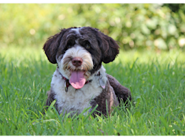 This happy dog panting in the grass shows normal canine behavior - dogs pant to cool down since they can't sweat like humans.