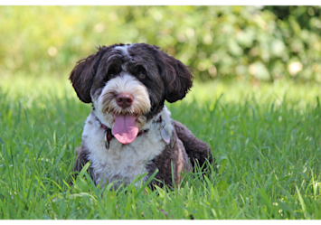 This happy dog panting in the grass shows normal canine behavior - dogs pant to cool down since they can't sweat like humans.