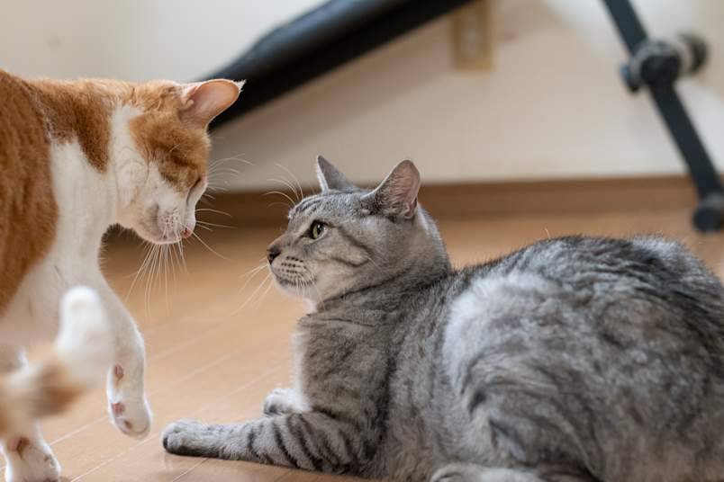 An orange-and-white cat approaches a gray tabby lying on the floor, the two locked in a tense, watchful standoff.