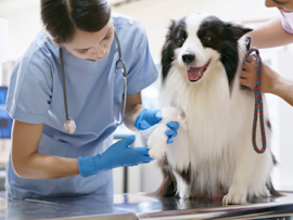 A veterinarian in blue scrubs carefully examines a happy Border Collie's front paw while the owner holds the leash, illustrating a typical routine check-up and how much does a vet visit cost for common examinations.