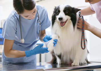 A veterinarian in blue scrubs carefully examines a happy Border Collie's front paw while the owner holds the leash, illustrating a typical routine check-up and how much does a vet visit cost for common examinations.