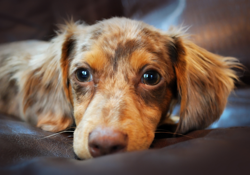 A Chiweenie which is a Chihuahua Dachshund mix getting sleepy.