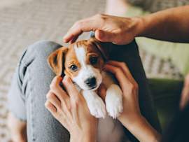 An adorable Jack Russell Terrier puppy with classic brown and white markings gazes up with wide, trusting eyes while cradled gently in its owner's loving hands. With such an innocent face looking up at you, it's natural to want to protect your puppy from every possible harm, including the threat of heartworm disease.
