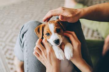 An adorable Jack Russell Terrier puppy with classic brown and white markings gazes up with wide, trusting eyes while cradled gently in its owner's loving hands. With such an innocent face looking up at you, it's natural to want to protect your puppy from every possible harm, including the threat of heartworm disease.
