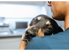 A concerned pet owner holds their dog close while monitoring for signs of respiratory distress, illustrating the importance of recognizing when your dog is wheezing and understanding that dogs can have asthma just like humans.