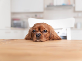 Ruby-colored Cavalier King Charles Spaniel resting its head on a wooden table with sad puppy eyes that might have you wondering can dogs have pepto bismol when their tummy hurts?