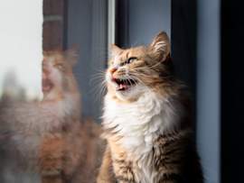 A fluffy tabby cat perches at a window, mouth open mid-chatter, with its reflection staring back from the glass. If you've ever watched your cat's jaw rapidly clicking or chattering at a bird or squirrel outside, you've witnessed one of the most fascinating feline behaviors. Cats chatter their teeth when they spot prey they can't reach — a mix of excitement, frustration, and instinct all rolled into one.
