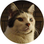 Peter - Domestic Shorthair