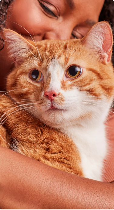 A cat being embraced by his owner, happy he has convenient pet insurance coverage