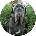 Bane -Neopolitan Mastiff