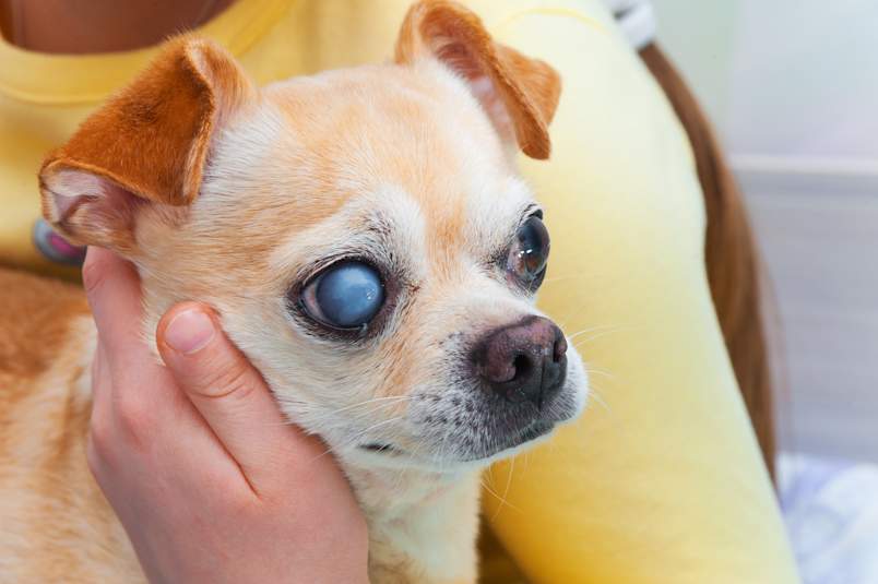 A person gently holds the face of a fawn-and-white chihuahua mix whose eye shows the distinct blue-gray cloudiness that worries owners.